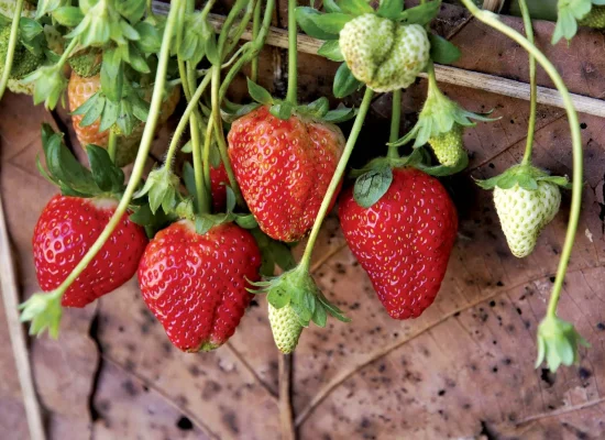 Garden-strawberries