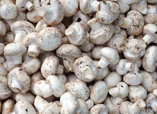 Mashroom_2