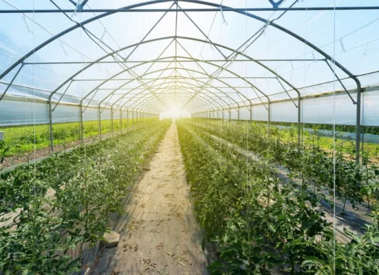 green-house-feature-compressed green-house-feature-compressed