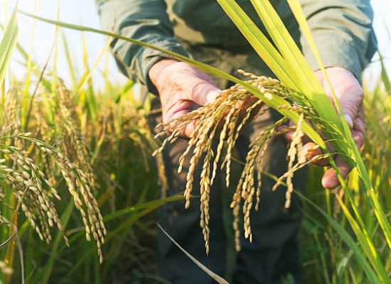 old man checking ripe rice in autumn under sun shine old man checking ripe rice in autumn under sun shine